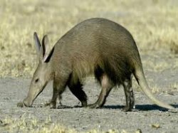 Aardvark.jpg