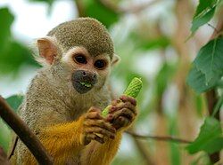 250px-Saimiri_sciureus-1_Luc_Viatour.jpg