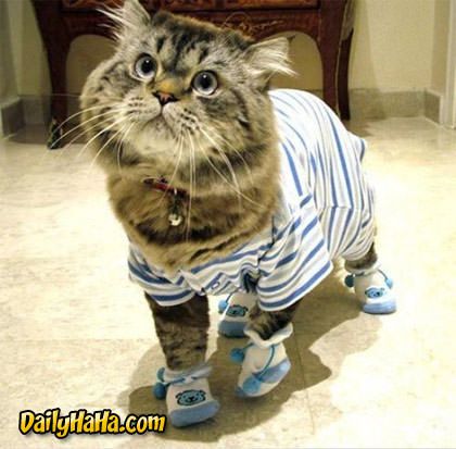 cat_pajamas.jpg
