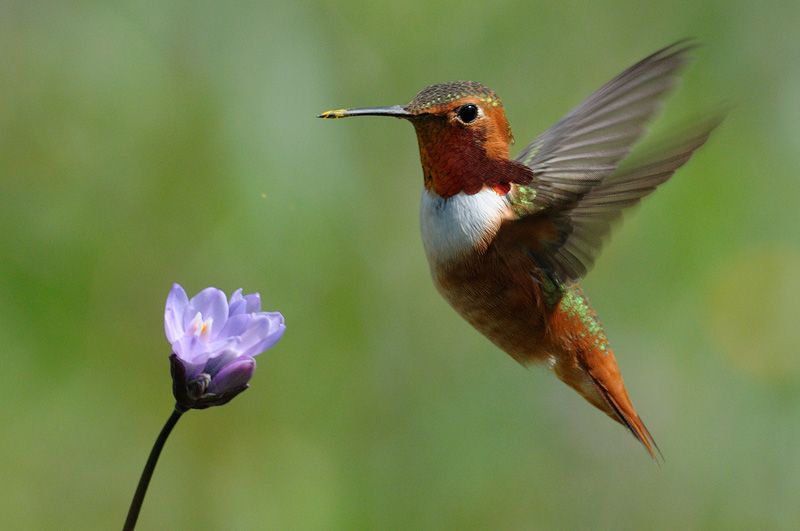 hummingbird-flower-16.jpg
