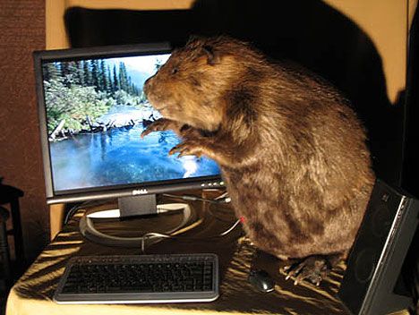 beaver-pc.jpg