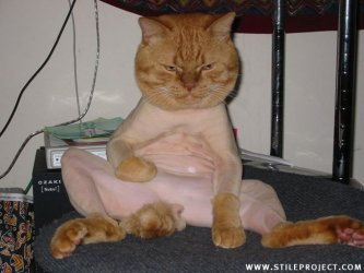 Shaved pussy.jpg