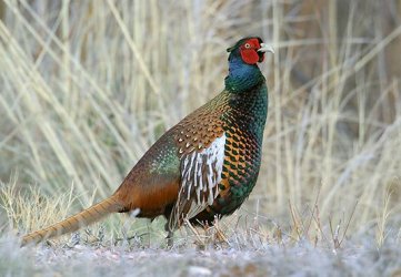 pheasant.jpg