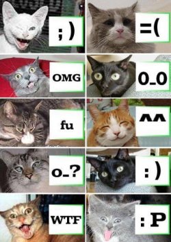 cat_emotes1.jpg