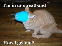 sweatbandcat.jpg