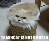 Trashcat.jpg