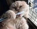 cat-brushing-teeth.jpg