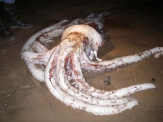 i-a4f81e92f7314207c4f9f8350a4e2d90-070711-squid-picture.jpg