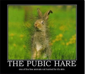 Pubic-Hare.png
