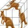 Kangaroobixcube