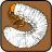 Grub