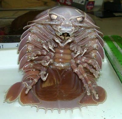 Giant+Isopod+3.jpg