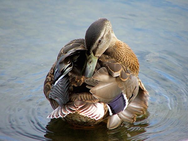 Male_Mallard_Duck_by_StrawberryFields4eva.jpg