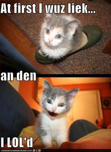 funny-pictures-kitten-shoe-loled.jpg