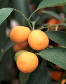 Kumquat.jpeg