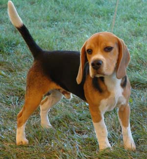 beagle_picture.jpg