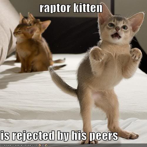 raptorkitteni128389415799062500.jpg