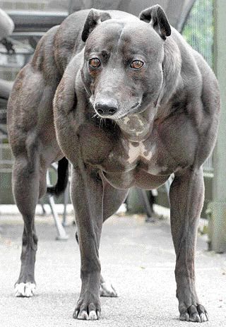 whippet-dog.jpg