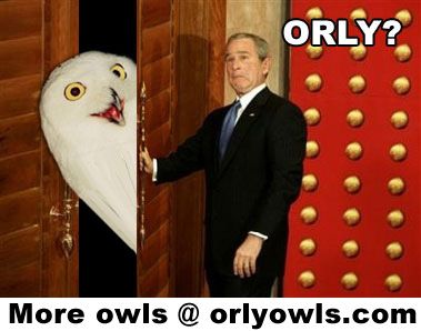 orlybush.jpg