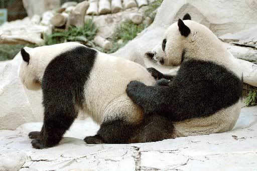 pandas.jpg