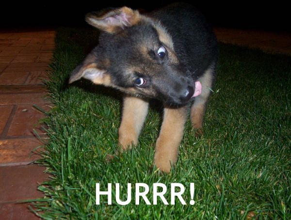 puppy-hurr.jpg