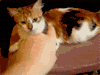 catbite.gif
