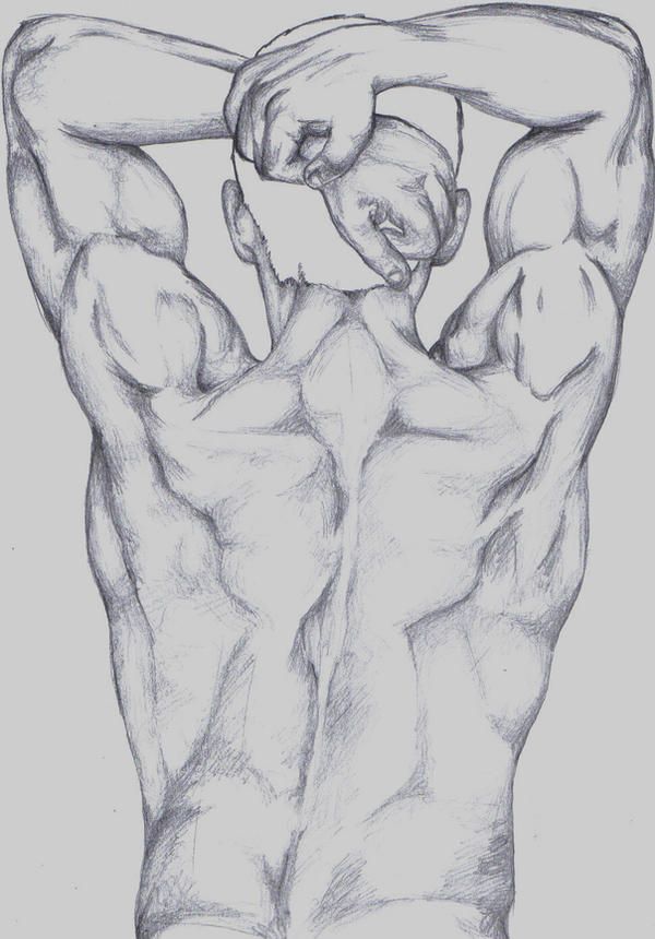 Back_Muscles_by_Frogger277.jpg